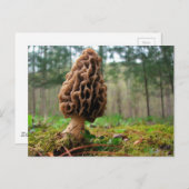 Juicy Morels Postkarte (Vorne/Hinten)