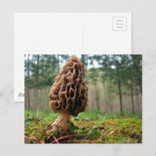 Juicy Morels Postkarte (Vorne/Hinten)