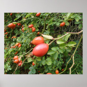 Juicy Red Rose Hips Print Poster
