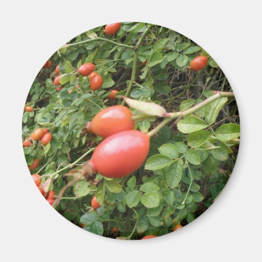Juicy Rote Rose Hips Magnet (Vorne)
