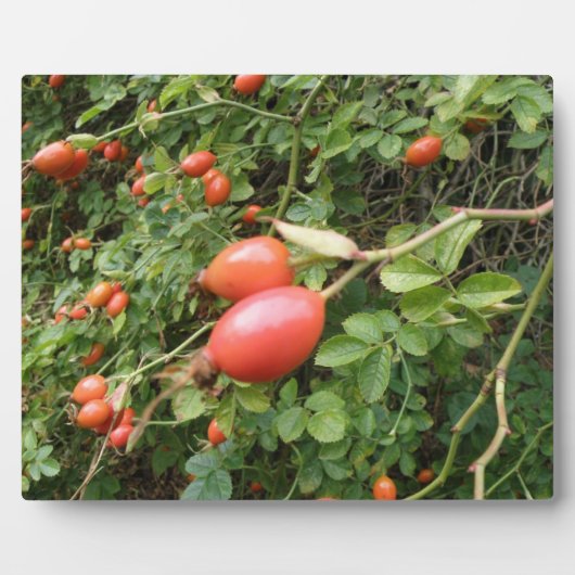 Juicy Rote Rose Hips Plaque Fotoplatte (Vorderseite)