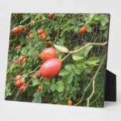 Juicy Rote Rose Hips Plaque Fotoplatte (Seite)