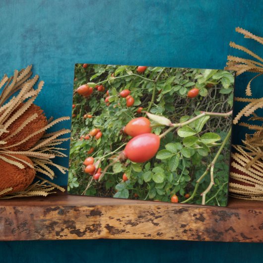 Juicy Rote Rose Hips Plaque Fotoplatte (Seite)