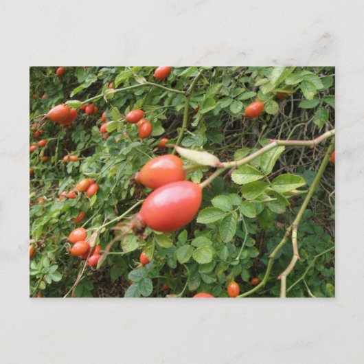 Juicy Rote Rose Hips Postkarte (Vorderseite)