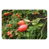 Juicy Rote Rose Hips Premium Magnet (Horizontal)