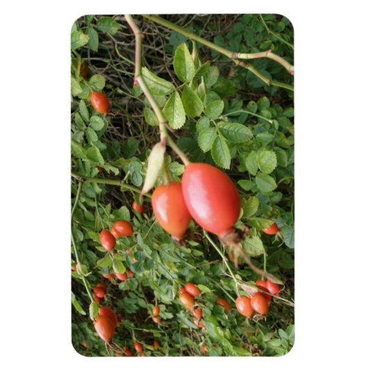 Juicy Rote Rose Hips Premium Magnet (Vertikal)