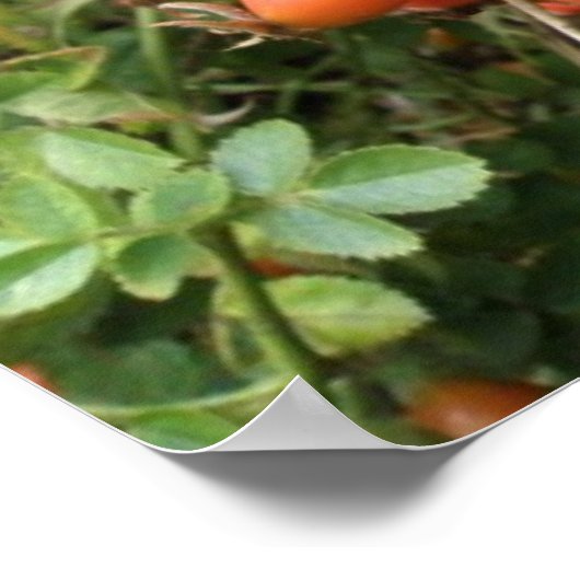 Juicy Rote Rose Hips Print Poster (Ecke)