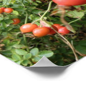 Juicy Rote Rose Hips Print Poster (Ecke)