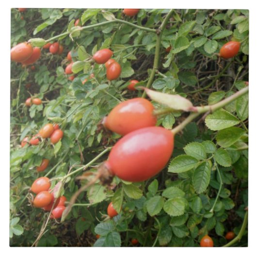 Juicy Rote Rose Hips Tile Fliese (Vorderseite)