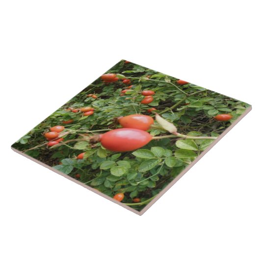 Juicy Rote Rose Hips Tile Fliese (Seite)