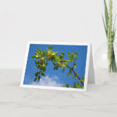 Jujube Fruit auf Laubbaum Karte (Vorderseite)