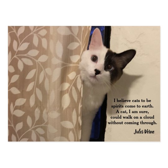 Download Zitat katze For Android