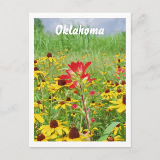 juli2007 indian paintbursh, Oklahoma Postkarte