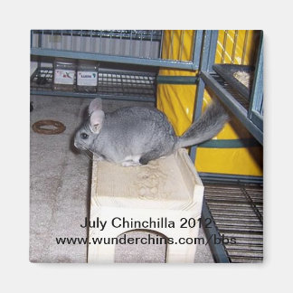 Juli Chinchilla 2012 Magnet