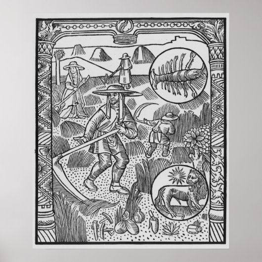 Juli, Heu, Krebs Poster (Vorne)