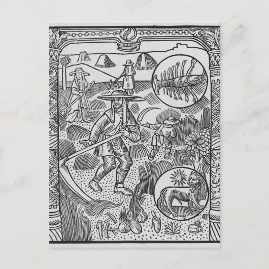 Juli, Heu, Krebs Postkarte (Vorderseite)