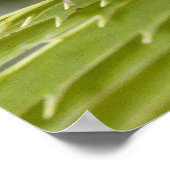 Julia Butterfly auf einem Blatt Poster (Ecke)