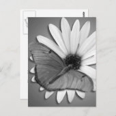 Julia Butterfly on Daisy Postkarte (Vorne/Hinten)