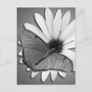 Julia Butterfly on Daisy Postkarte