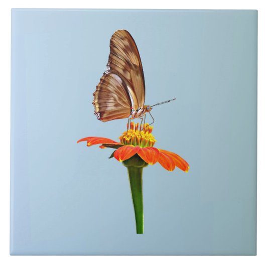 Julia Butterfly über Zinnia Fliese (Vorderseite)