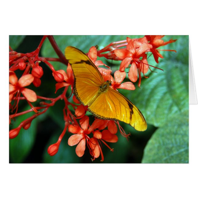 Julia-Schmetterling (Vorderseite (Horizontal))