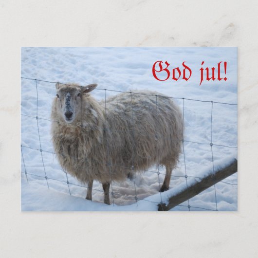 Julkort - Fåret Fjun Postkarte (Vorderseite)