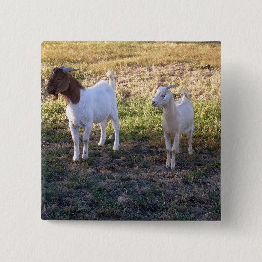 July2008_TwoGoats_v2 Button (Vorderseite)