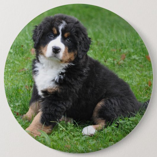 Jumbo Foto Haustier Button, Liebe deinen Hund! Button (Vorderseite)