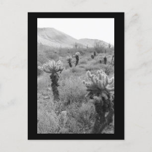 Jumping Cholla Cactus Desert B&W Foto Postkarte