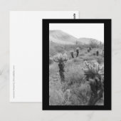Jumping Cholla Cactus Desert B&W Foto Postkarte (Vorne/Hinten)