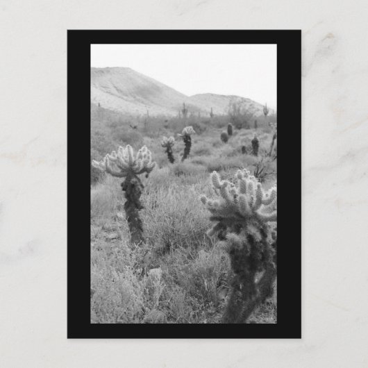 Jumping Cholla Cactus Desert B&W Foto Postkarte (Vorderseite)