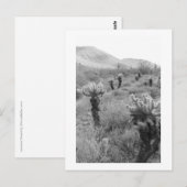 Jumping Cholla Cactus Desert B&W Foto Postkarte (Vorne/Hinten)