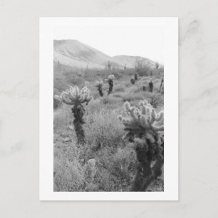 Jumping Cholla Cactus Desert B&W Foto Postkarte