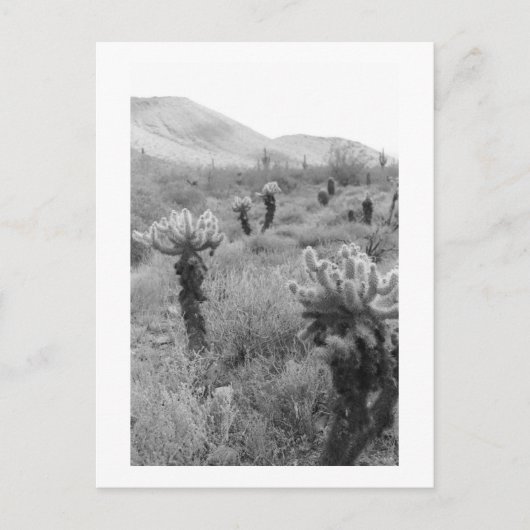 Jumping Cholla Cactus Desert B&W Foto Postkarte (Vorderseite)