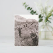 Jumping Cholla Cactus Desert B&W Foto Postkarten (Stehend Vorderseite)