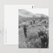 Jumping Cholla Cactus Desert B&W Foto Postkarten (Vorne/Hinten)