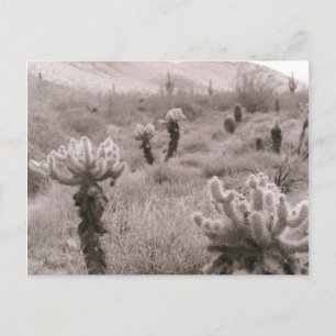 Jumping Cholla Cactus Desert B&W Foto Postkarten