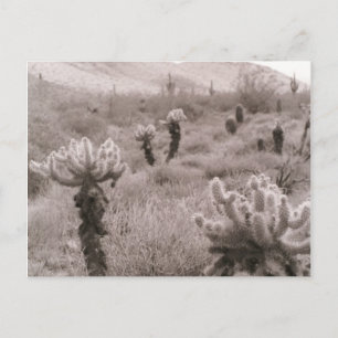 Jumping Cholla Cactus Desert B&W Foto Postkarten