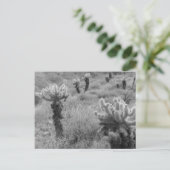 Jumping Cholla Cactus Desert B&W Foto Postkarten (Stehend Vorderseite)
