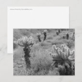 Jumping Cholla Cactus Desert B&W Foto Postkarten (Vorne/Hinten)