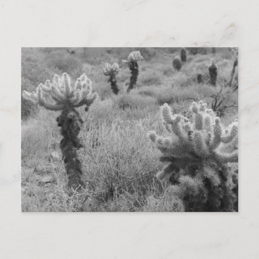 Jumping Cholla Cactus Desert B&W Foto Postkarten (Vorderseite)