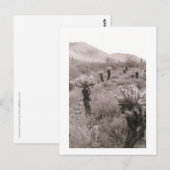 Jumping Cholla Cactus Desert B&W Foto Postkarten (Vorne/Hinten)