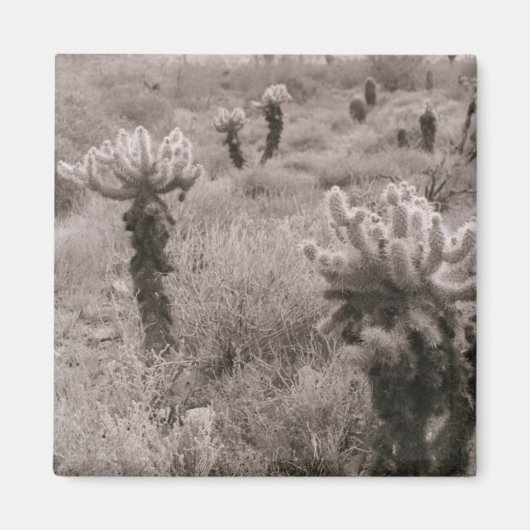 Jumping Cholla Cactus Desert Kühlschrank Magnet (Vorne)