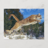 Jumping Cougar