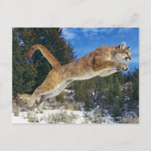 Jumping Cougar Postkarte