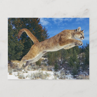 Jumping Cougar Postkarte