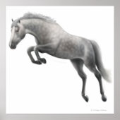 Jumping Dappled Gray Horse Poster (Vorne)