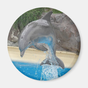 Jumping Dolphin Magnet