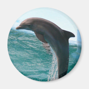 Jumping Dolphin Magnet