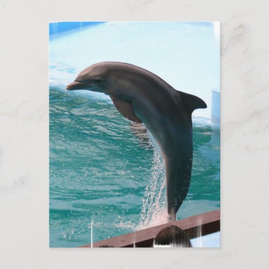 Jumping Dolphin Postcard Postkarte (Vorderseite)